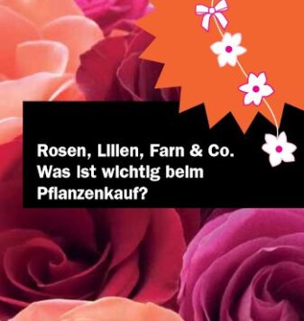 Rosen, Lilien, Farn & Co.: Was ist wichtig beim Pflanzenkauf?